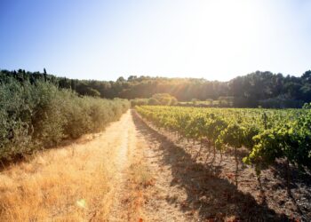 Les Compagnons des Côtes du Rhône organisent leur première course à pied dans les vignes