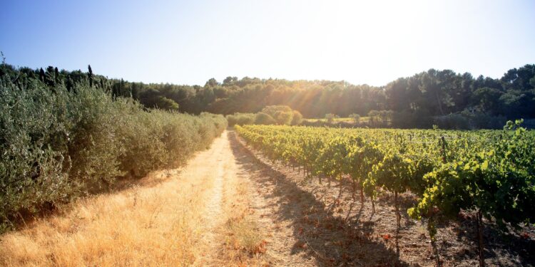 Les Compagnons des Côtes du Rhône organisent leur première course à pied dans les vignes