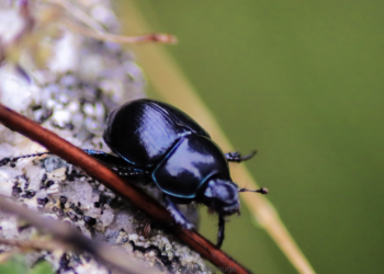 Parc du Mont-Ventoux : Théâtre au village, “L’odyssée du Scarabée”
