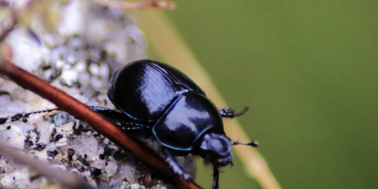 Parc du Mont-Ventoux : Théâtre au village, “L’odyssée du Scarabée”