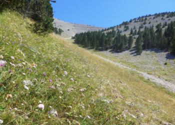 Parc du Mont-Ventoux : venez découvrir la flore du sommet du mont Ventoux