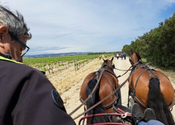 Découverte du vignoble de Plan de Dieu, plus d’un millier d’amateurs pour cette marche gourmande de 12 km