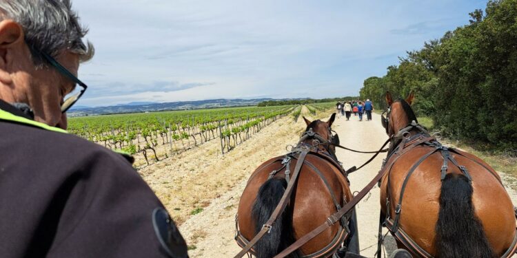 Découverte du vignoble de Plan de Dieu, plus d’un millier d’amateurs pour cette marche gourmande de 12 km