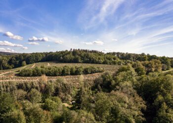 Comment profiter de la forêt tout en la préservant ?