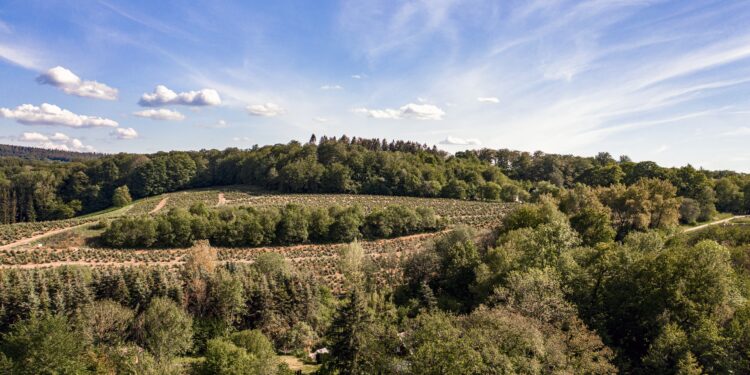 Comment profiter de la forêt tout en la préservant ?