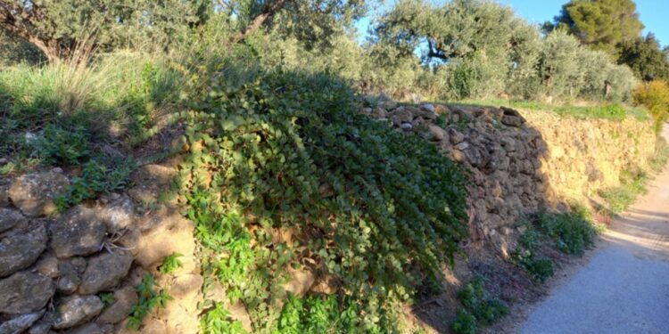 Beaumes-de-Venise lauréate du programme ‘Patrimoine naturel et Biodiversité 2023’