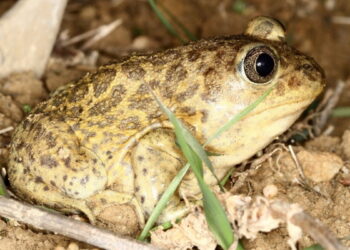 Mont Ventoux : participez à la protection de la biodiversité