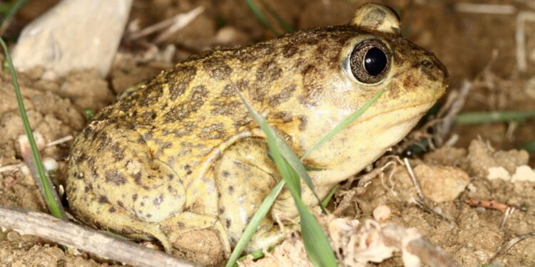 Mont Ventoux : participez à la protection de la biodiversité