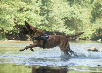 Isle-sur-la-Sorgue, La Société protectrice des animaux propose une fête champêtre ce samedi 10 juin