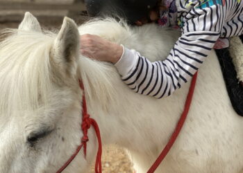 Mazan : l’équihomologie fête ses 20 ans