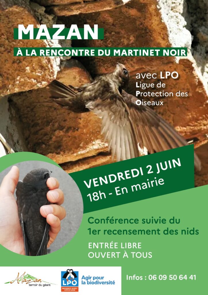 Le martinet noir, un oiseau social