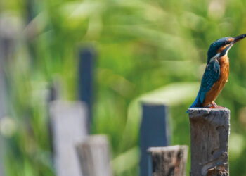 Journée portes ouvertes : découvrez le conservatoire d’espaces naturels de PACA