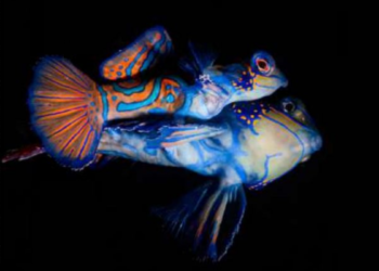 Lourmarin : découvrez l’exposition « l’Océan » au Château