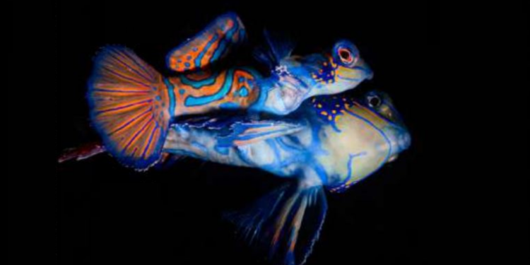 Lourmarin : découvrez l’exposition « l’Océan » au Château