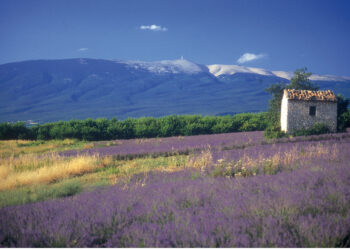 Du rififi autour de la dénomination Provence