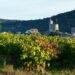 Vins du Duché d’Uzès : 10 ans d’Appellation d’Origine Protégée, ça se fête !