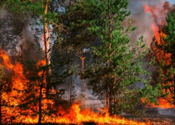 Plusieurs massifs forestiers interdits d’accès ce lundi 21 août