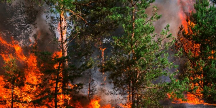 Plusieurs massifs forestiers interdits d’accès ce lundi 21 août