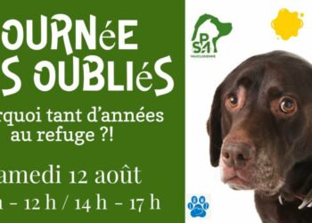 SPA Vauclusienne : venez rencontrer les plus vieux pensionnaires du refuge