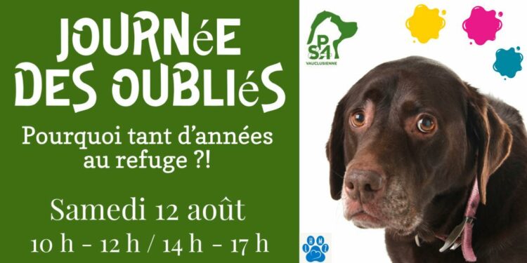 SPA Vauclusienne : venez rencontrer les plus vieux pensionnaires du refuge