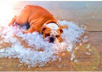 Chaleur de l’été, comment prendre soin de son chien