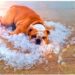 Chaleur de l’été, comment prendre soin de son chien