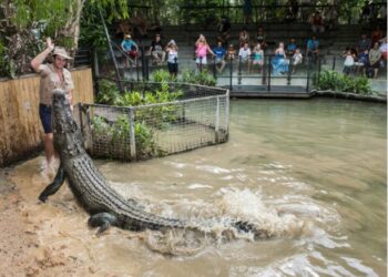 Pierrelatte, A la découverte de la ferme aux crocodiles