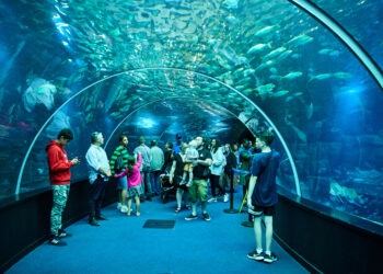 Nausicaá : locomotive de l’attractivité de la Côte d’Opale