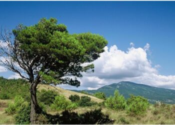 Vaucluse, attention aux feux de forêt