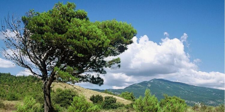 Vaucluse, attention aux feux de forêt