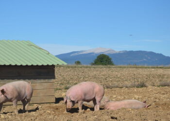 Viande de porc : ouverture du marché australien pour les exportations françaises