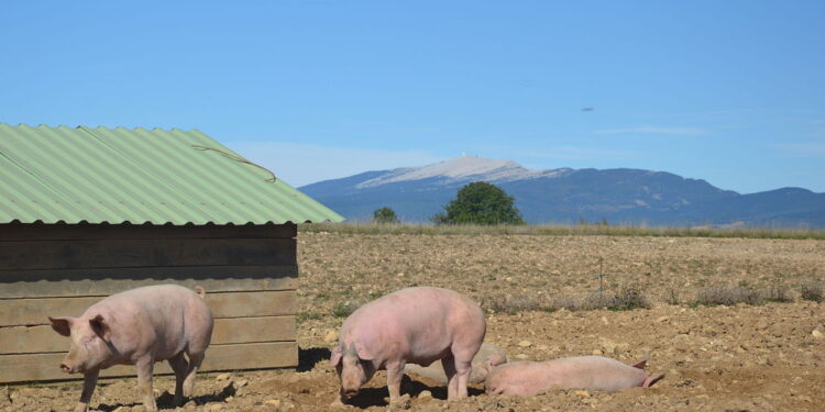 Viande de porc : ouverture du marché australien pour les exportations françaises