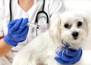 Vacances à l’étranger, et lutte contre la rage, Comment voyager avec son animal de compagnie ?