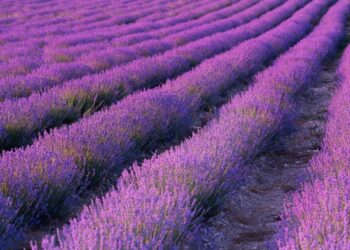 Lavande : le dispositif d’aide exceptionnelle va de nouveau ouvrir pour les producteurs