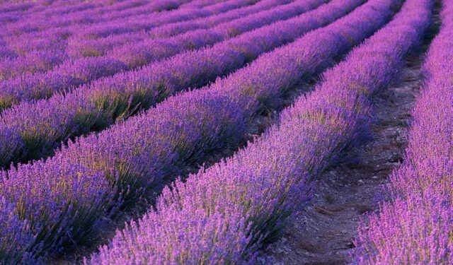 Lavande : le dispositif d’aide exceptionnelle va de nouveau ouvrir pour les producteurs