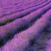 Lavande : le dispositif d’aide exceptionnelle va de nouveau ouvrir pour les producteurs