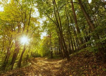 Malaucène : l’impact du changement climatique sur les espaces forestiers