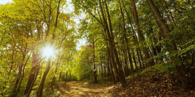 Malaucène : l’impact du changement climatique sur les espaces forestiers