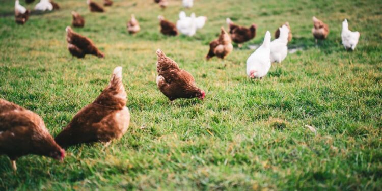 Lancement d’une expérimentation nationale sur la biosécurité dans les élevages de plein air avicoles et porcins