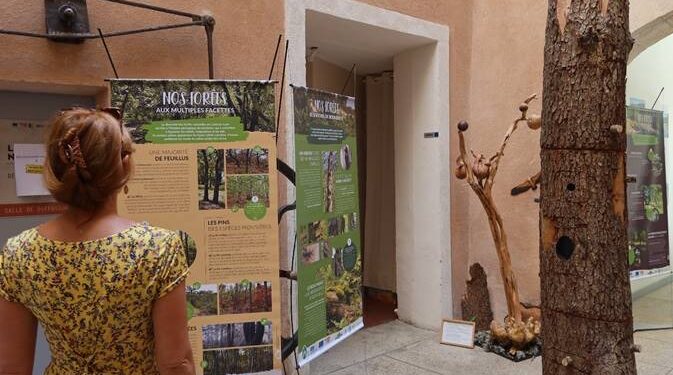 Apt : découvrez les forêts, du Luberon à la montagne de Lure, à la Maison du Parc