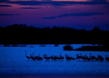 Apt : une exposition sur les activités nocturnes du vivant