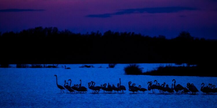 Apt : une exposition sur les activités nocturnes du vivant
