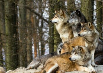 Une 5e meute de loups détectée en Vaucluse?