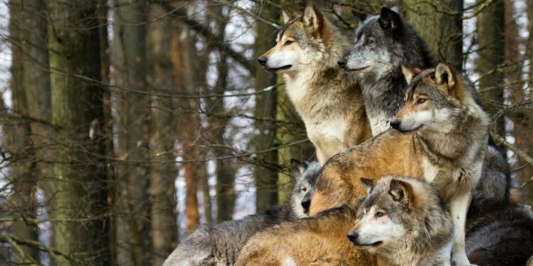 Une 5e meute de loups détectée en Vaucluse?
