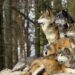 Une 5e meute de loups détectée en Vaucluse?