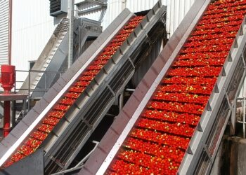 Tarascon : lancement officiel du Projet « TOMMATES » pour que la tomate industrielle reprenne des couleurs