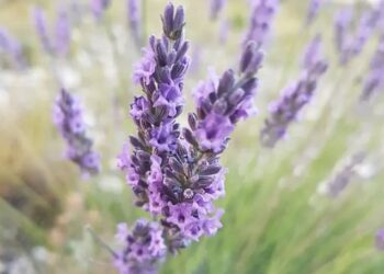 Paris-Bruxelles, Lucien Stanzione monte au créneau pour défendre l’agriculture vauclusienne