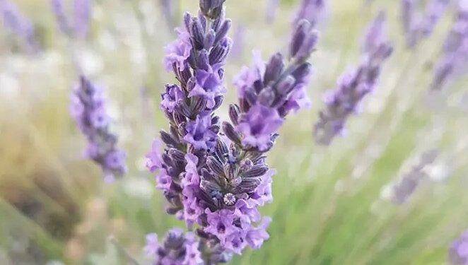 Paris-Bruxelles, Lucien Stanzione monte au créneau pour défendre l’agriculture vauclusienne