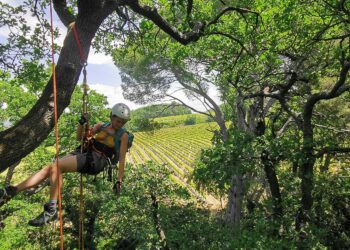 Carpentras : 2ème édition de la fête de l’arbre ce week-end