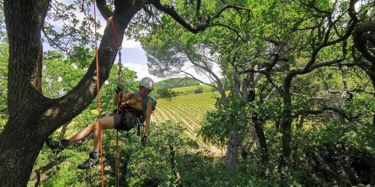 Carpentras : 2ème édition de la fête de l’arbre ce week-end